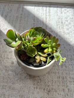 Succulent fall arrangement