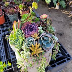 Succulent Arrangements