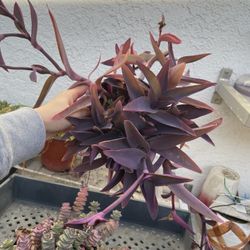 6in Pot Purple Heart Plant