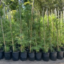 5 Gallon Size- Podocarpus Trees- Hibiscus- Foxtail Fern - Lavender- Rose Bushes- Sage - Ficus- Boxwood- Bird Of Paradise 