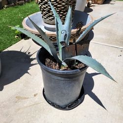 Aloe Vera And Maguey Plants 