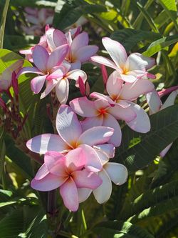 Plumeria Cutting