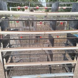 Quail Cage With Egg Roll Out