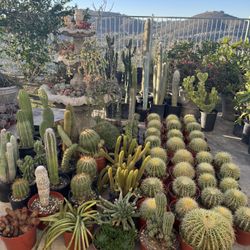 Wide Variety Of Cactus And Succulents Plants 