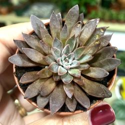 Succulents Colection/ Exotic Plant/ Home And Garden Decor/ Succulents / 