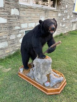 Life-Size Black Bear Taxidermy Mount — Excellent Condition, Full Teeth/Claw