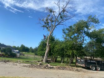 Trees 🌳 and broken branches 🌳🌳👌🌳🌳🌳
