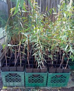 Eucalyptus Shade Tree - 3 ft