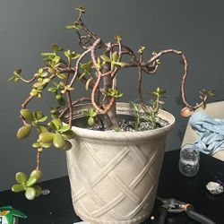 Herbs And Succulents 