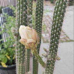 Flowering Cactus. Cactus Con Flores
