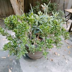 Succulent & cactus garden potted