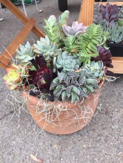 Succulents arrangement