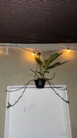 Callisia fragrans