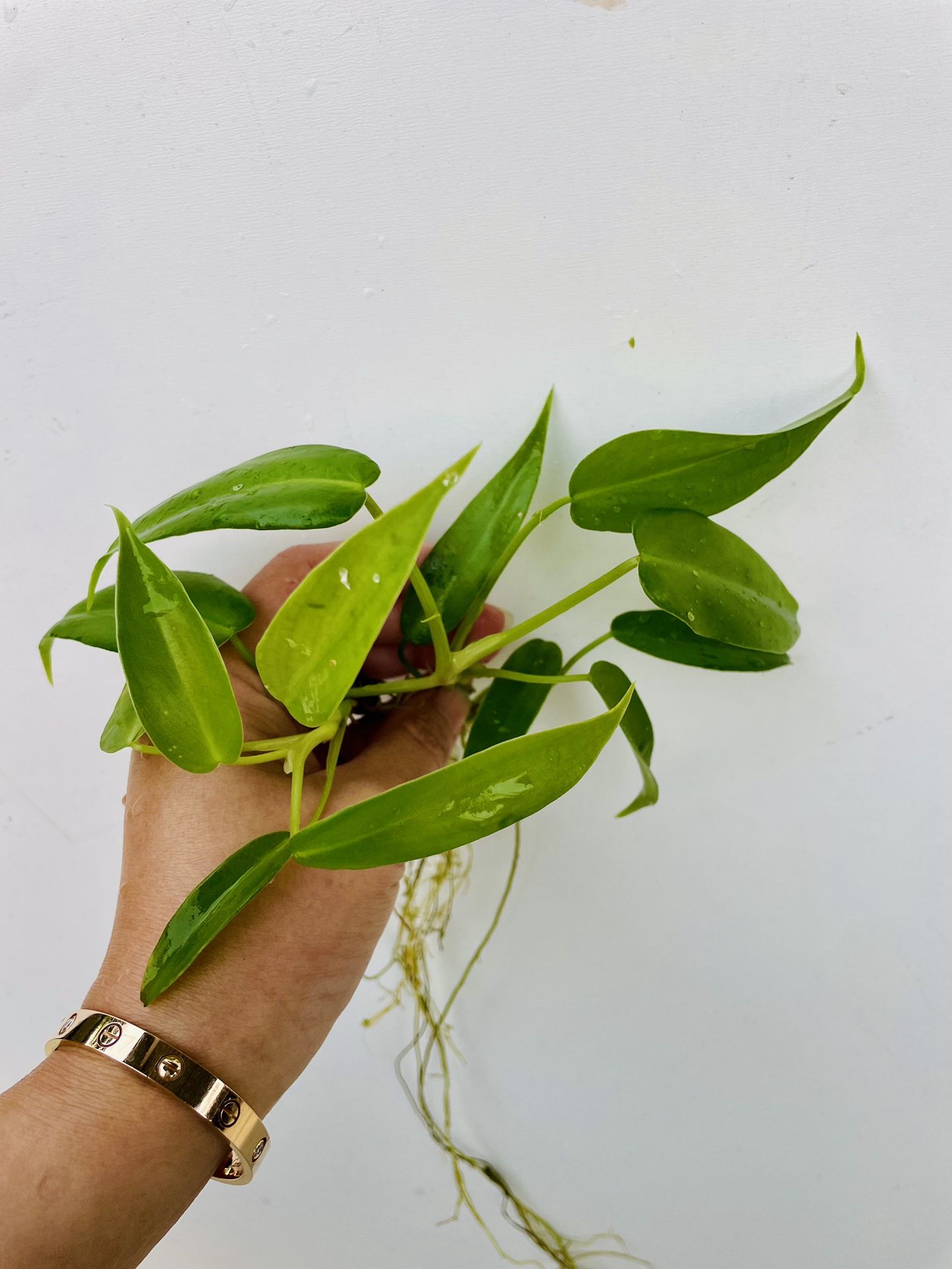Golden Dragon Philodendron House Plant Variegated Possible Revert 2 Plants
