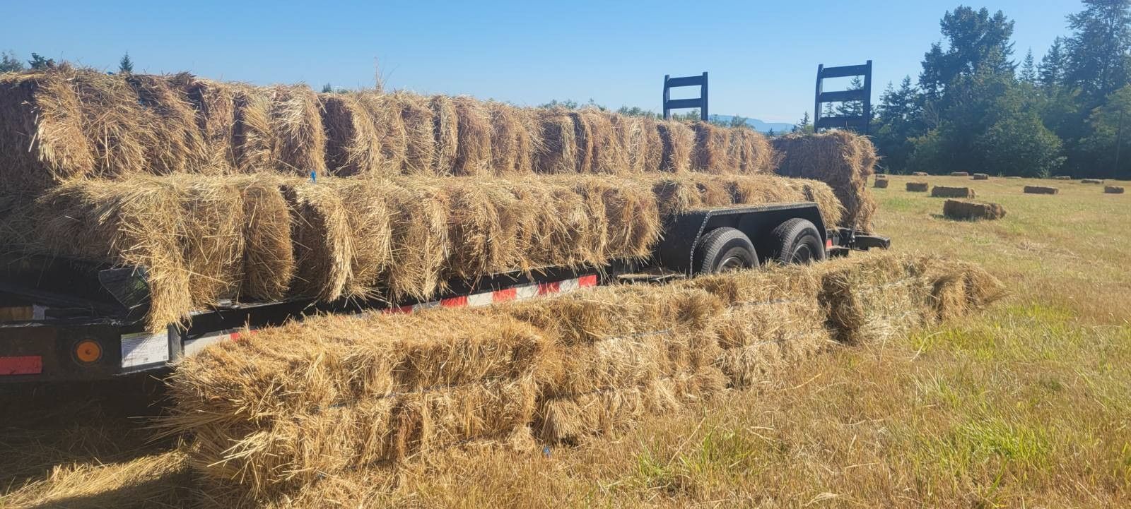 Hay