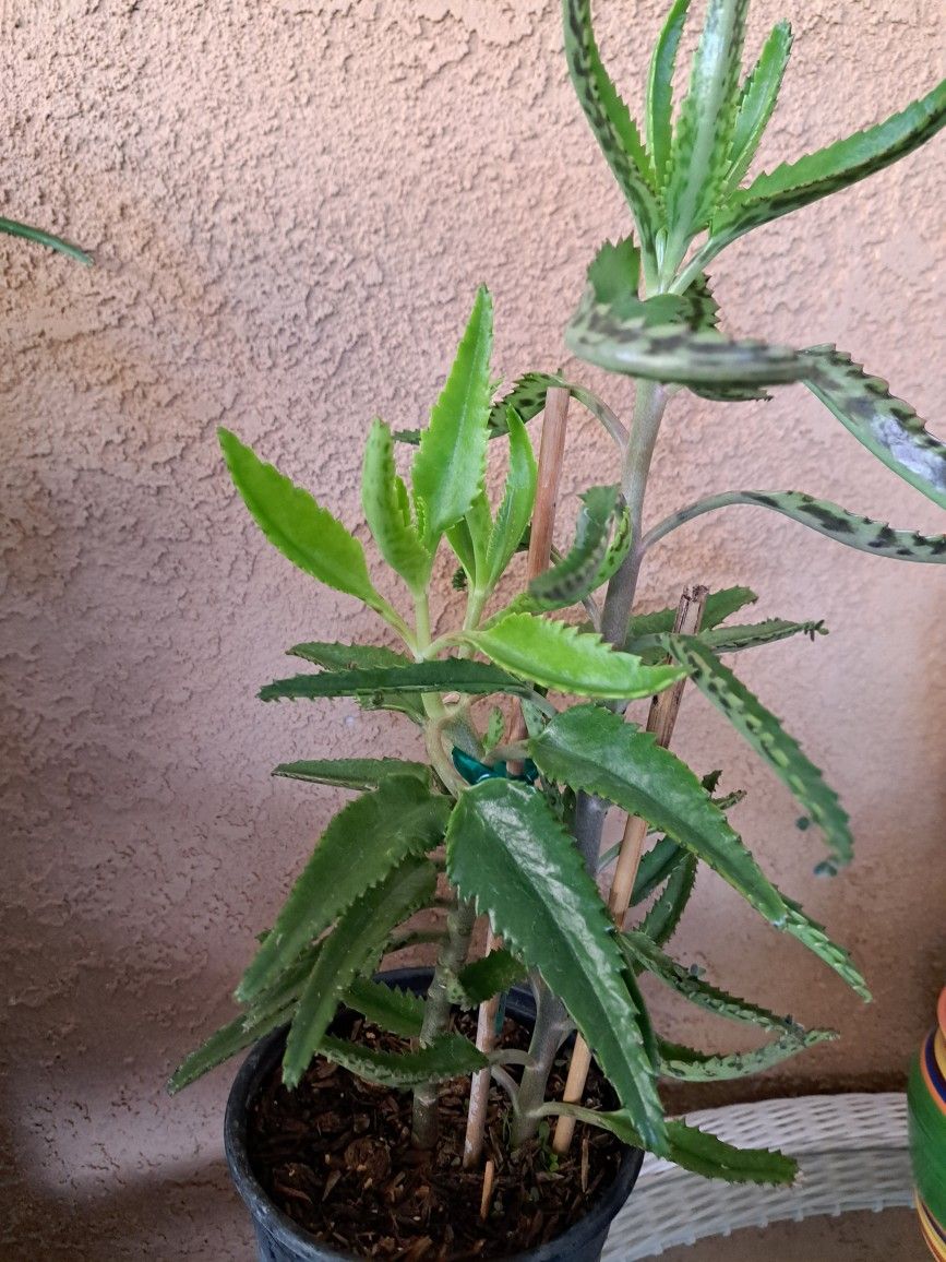 Mala Madre, O Madre De Mil