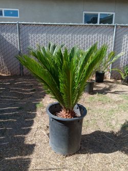 Sago Palm