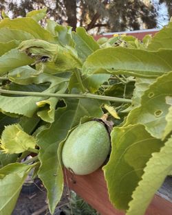 Passion Fruit Plants