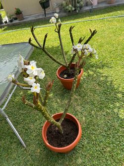 Natural Small Tree.
