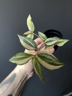 ✨ Quadricolor Tradescantia✨