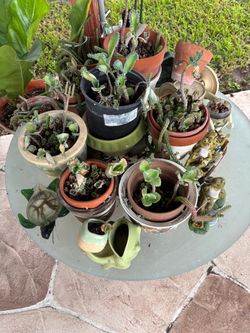 Lot of Potted Cacti and Succulents