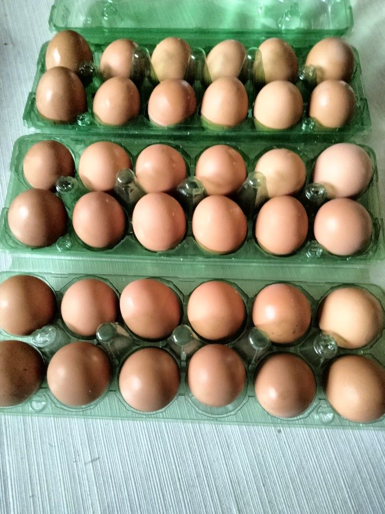 Fresh Chicken Eggs For Sale 