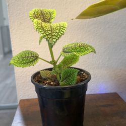 HOUSEPLANT MYSTERY BOX!!!