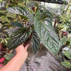 Rare Anthurium Luxurians In 6” Pot 