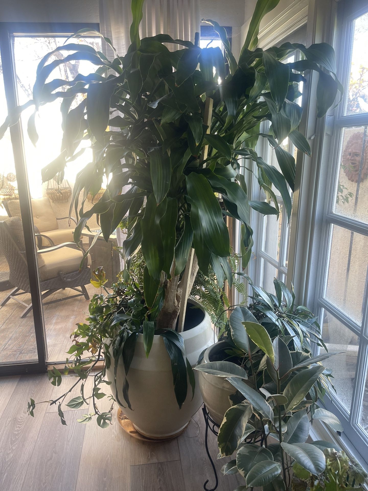 House plants . Sone outdoor plant. 