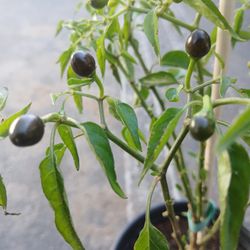 Chile's De Arbol De Bolita😃🌿🌿🌶🌶🥵🥵🥵