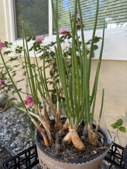Green Onion Plant