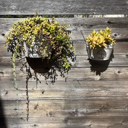 2 Succulents Plus Pots 