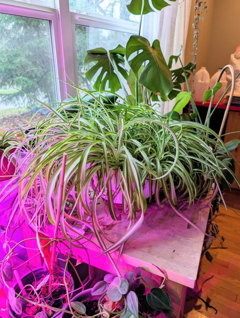 Free Large Variegated Curly Spider Plant 