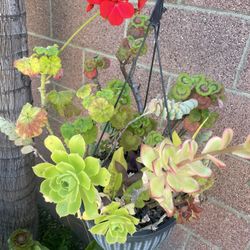 Very Beautiful Hanging Plants