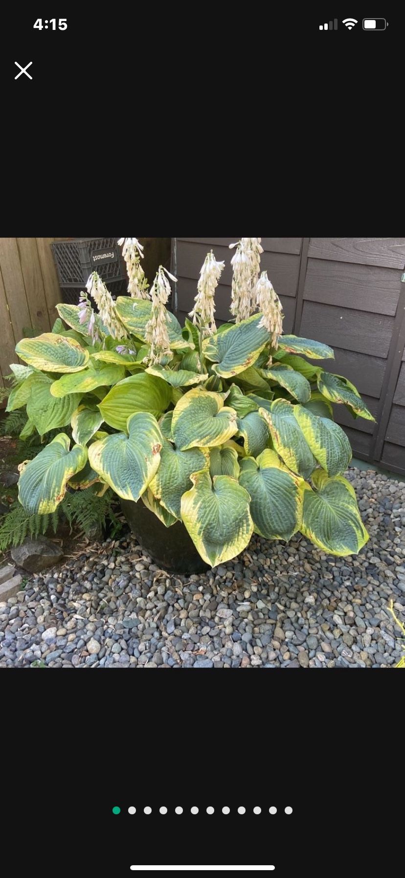 Stunning Extra Large Hosta Display Planter Containing Multiple Plants In Extra Large Ceramic Pot With Ceramic Saucer