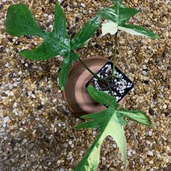 Philodendron Florida Beauty 