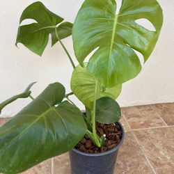 Monstera Deliciosa Swiss Cheese Plant Rooted In 6.5” Pot Tag #80