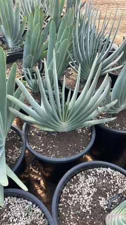 Aloe Plicatilis