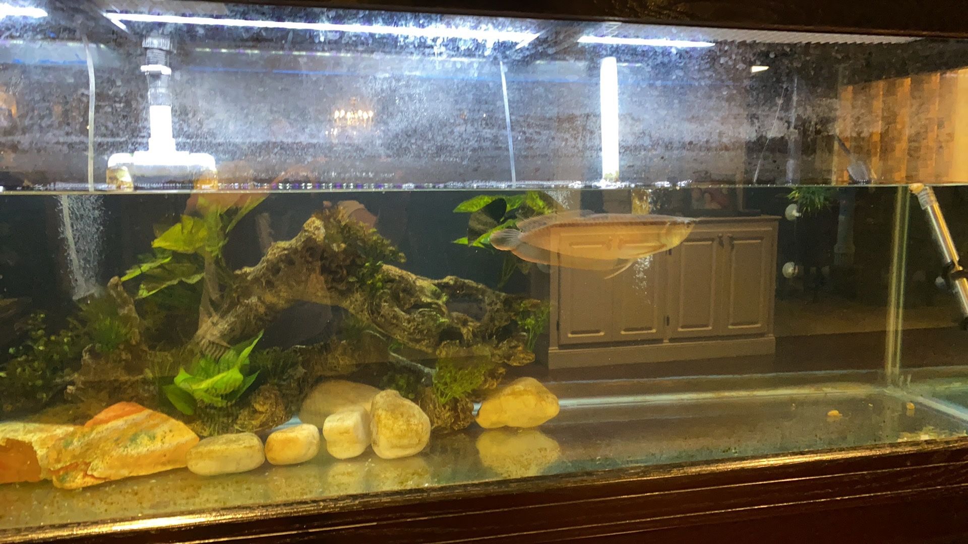 10” Strawberry Arowana