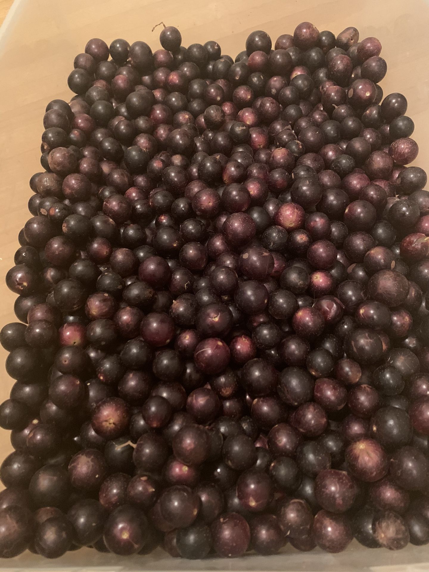 Muscadine grapes 🍇