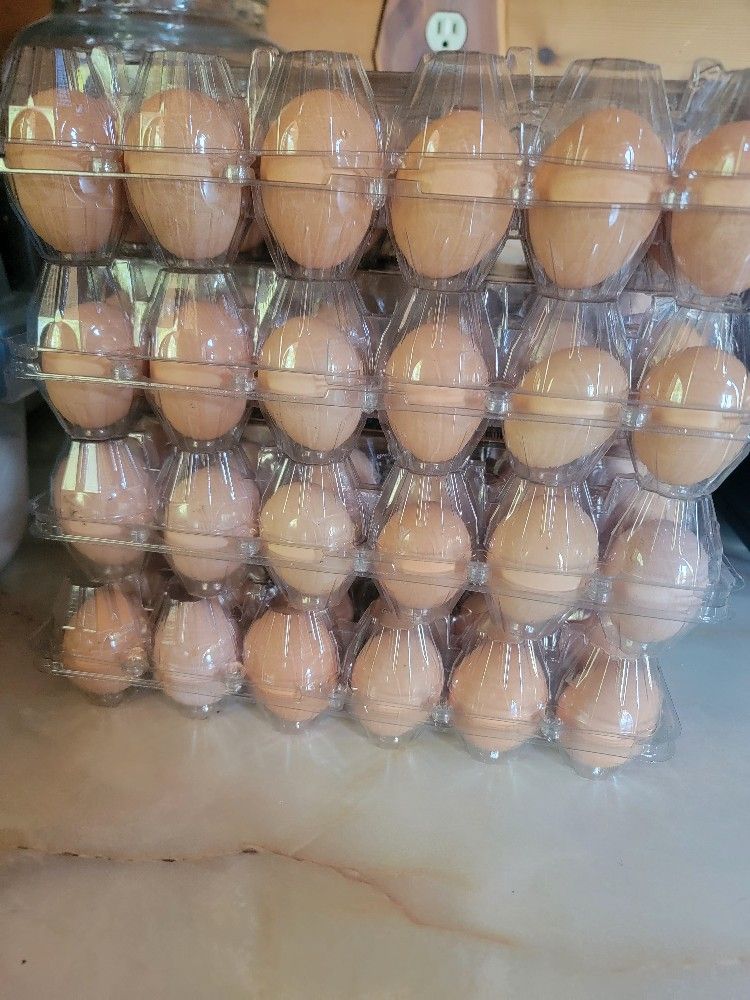 Organic Eggs