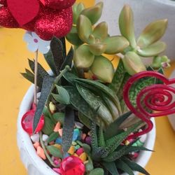 Succulents Arrangement Plants.