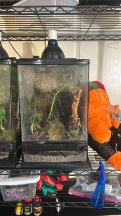 Bioactive terrarium