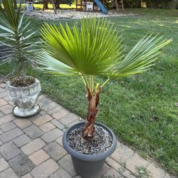 Mexican Fan Palm (Washingtonia filifera)