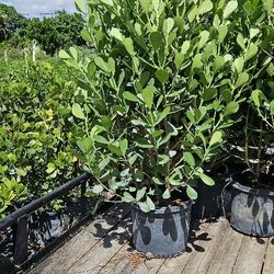 Huge Beautiful Clusias