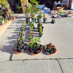 Plants & Household Goods Sale 