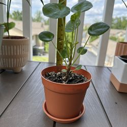 Pilea Peperomia Plant/ Chinese Money Plant in 4”pot