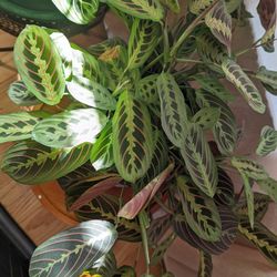 Red Maranta Plant 