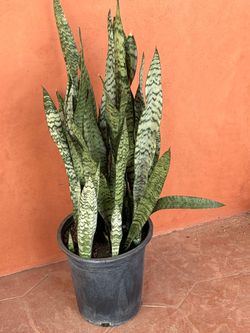 Snake plant
