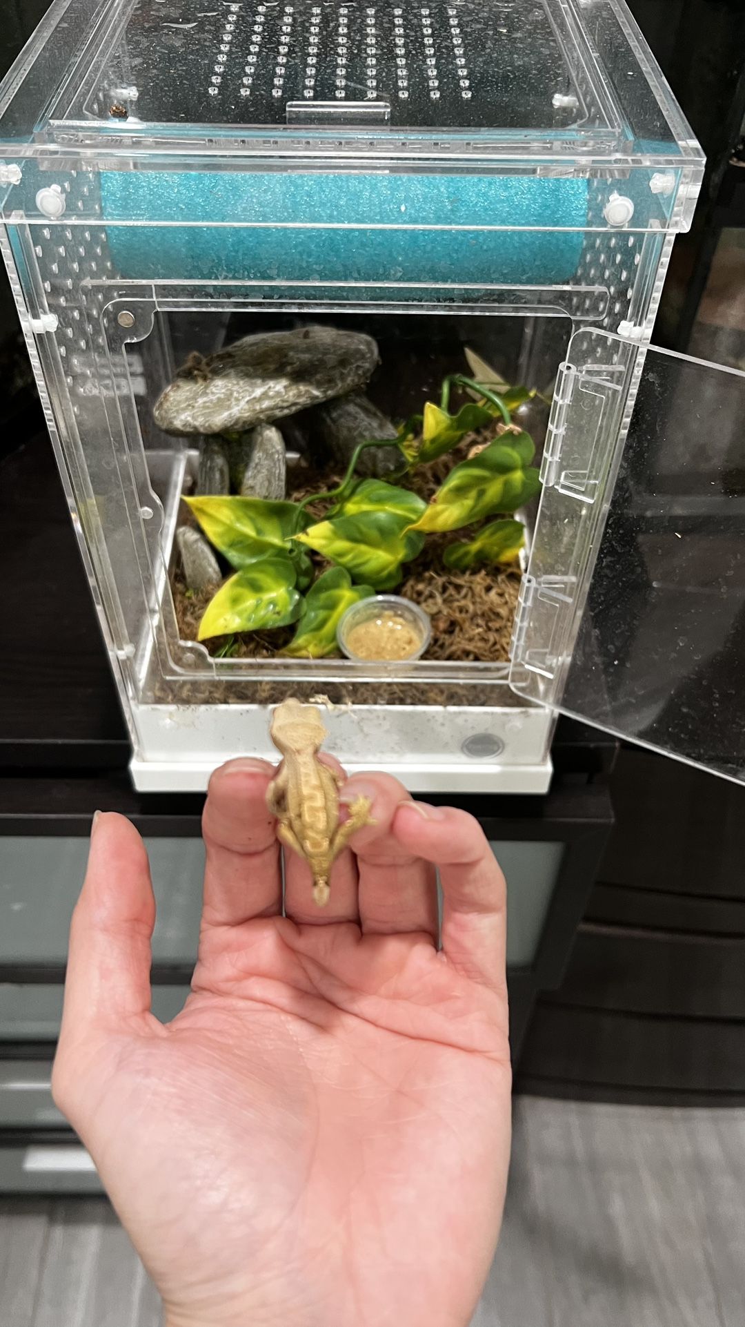 Reptile Tank Enclosure For Baby Crested Geckos